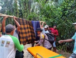 Warga Pasaman Barat Tewas Diterkam Buaya
