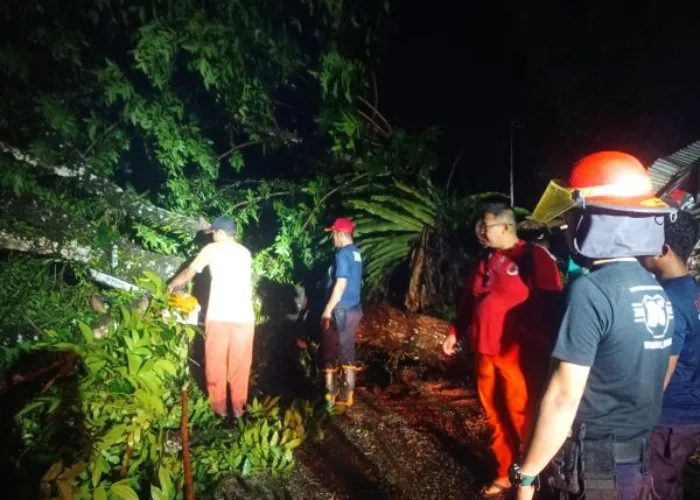 Hujan Deras, BPBD Kota Padang Singkirkan Pohon Tumbang