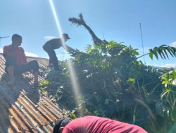 TRC BPBD Padang Bersihkan Pohon Tumbang
