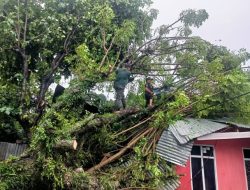 Cuaca Ekstrim Sebabkan Puting Beliung dan Pohon Tumbang di Padang
