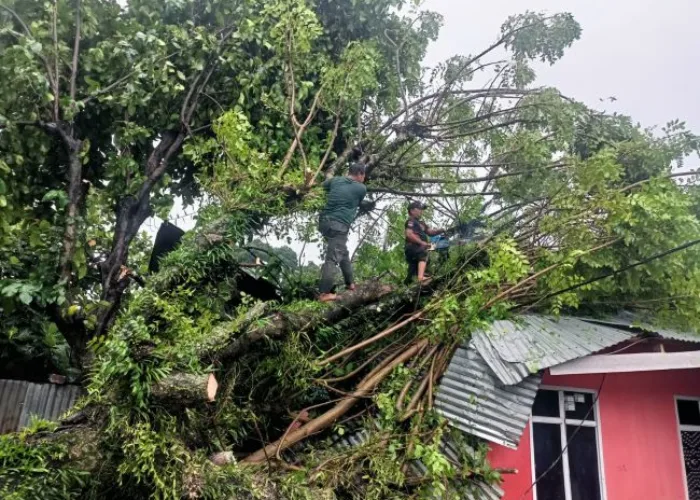 Cuaca Ekstrim Sebabkan Puting Beliung dan Pohon Tumbang di Padang