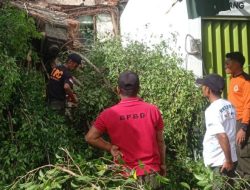 BPBD Padang Bersihkan Pohon Tumbang di Jalanan