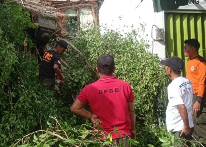 BPBD Padang Bersihkan Pohon Tumbang di Jalanan
