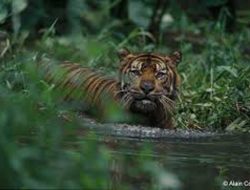 150 Ekor Lebih Harimau Sumatera Berkeliaran di TNKS