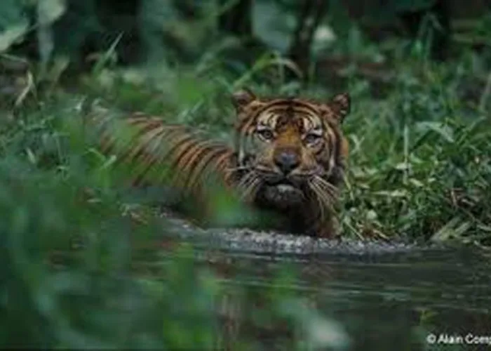 150 Ekor Lebih Harimau Sumatera Berkeliaran di TNKS