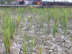 Cuaca Panas di Padang, Ini Imbauan Pemko kepada Petani