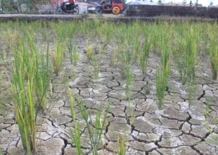 Cuaca Panas di Padang, Ini Imbauan Pemko kepada Petani