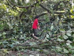 Cuaca Ekstrim, Pohon Tumbang Terjadi di 3 Titik di Kota Padang
