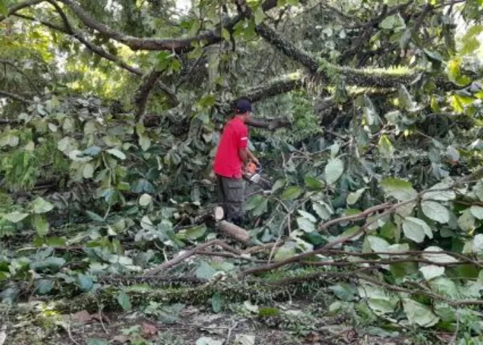 Cuaca Ekstrim, Pohon Tumbang Terjadi di 3 Titik di Kota Padang