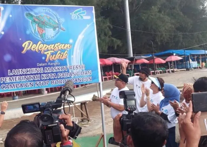 Peluncuran Penyu Sebagai Maskot Kota Padang, 355 Tukik Dilepas di Pantai Air Manis