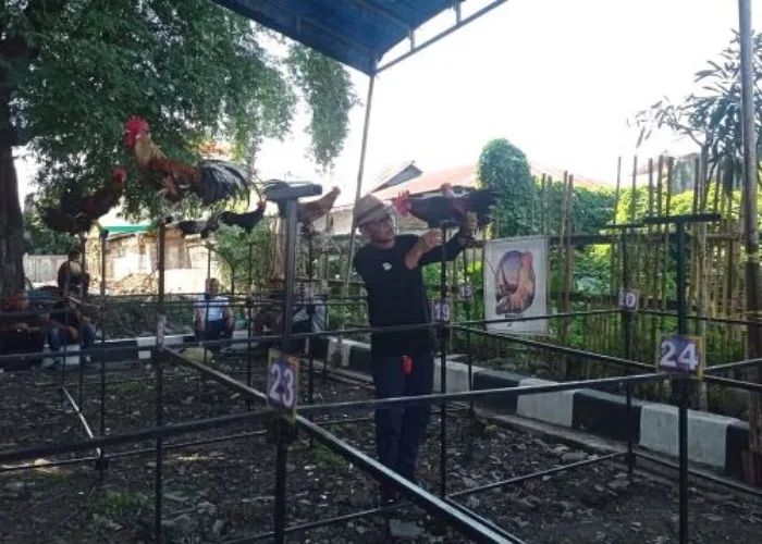 Ratusan Ayam Kukuak Balenggek Ikut Meriahkan HJK Padang ke-355