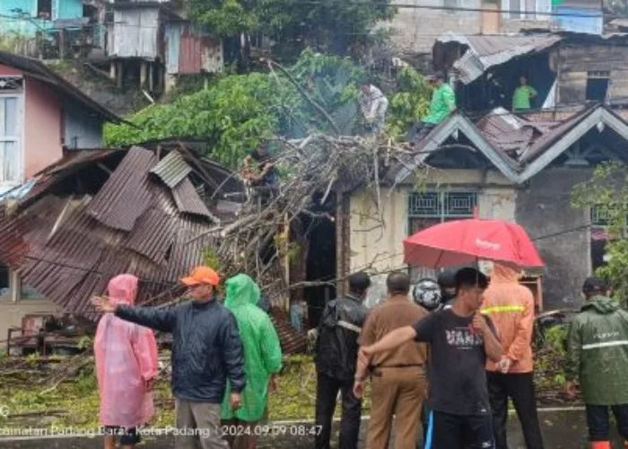 Pohon Tumbang di Batang Arau Timbulkan Kerugian dan Korban Luka