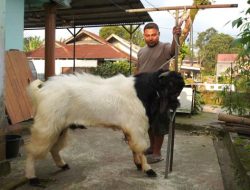 Mengenal Lebih Dekat Ari Farm, Peternak Kambing PE Jawara dari Padang Panjang