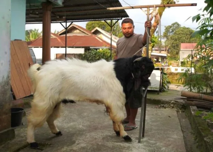 Mengenal Lebih Dekat Ari Farm, Peternak Kambing PE Jawara dari Padang Panjang