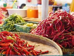 Harga Cabai Merah Turun Cukup Tinggi
