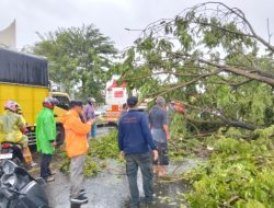 Hujan Lebat dan Angin Kencang Tumbangkan 29 Titik Pohon di Kota Padang