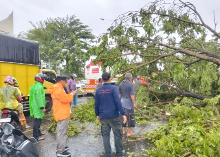 Hujan Lebat dan Angin Kencang Tumbangkan 29 Titik Pohon di Kota Padang