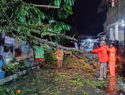 Hujan Disertai Angin Kencang Tumbangkan Pohon di Padang