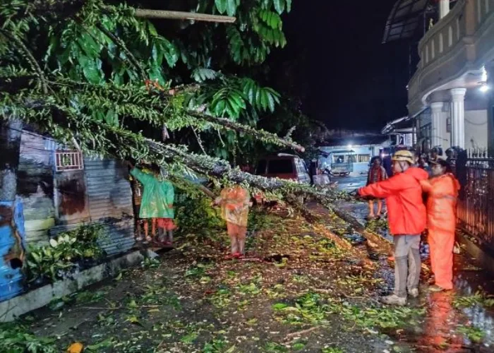 Hujan Disertai Angin Kencang Tumbangkan Pohon di Padang