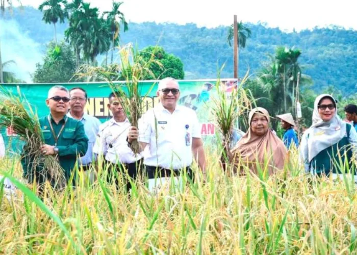 Pj Wako Andree Ikut Panen Padi di Kuranji