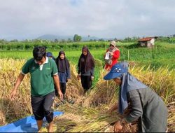 Asuransi Lindungi Petani Padang Panjang dari Gagal Panen