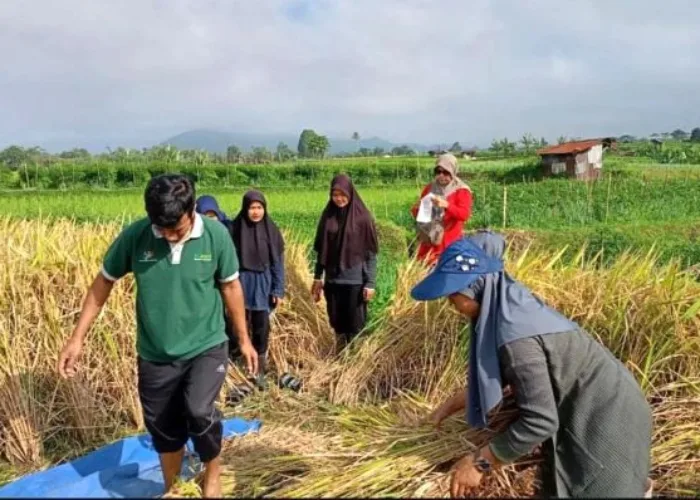 Asuransi Lindungi Petani Padang Panjang dari Gagal Panen