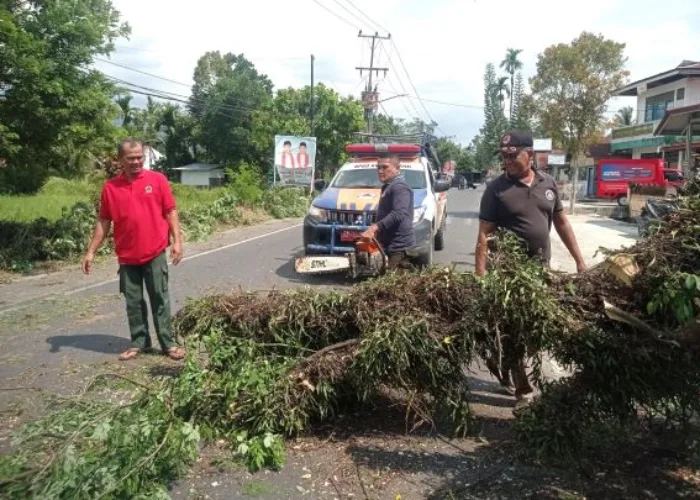 Pohon Tumbang di Depan Masjid Al Bayinnah Timpa Pengendara Motor dan Hambat Jalan