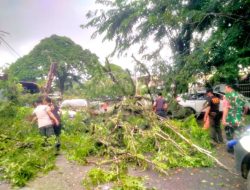 Pohon Tumbang di Purus III Hambat Jalan dan Rusak Dua Mobil