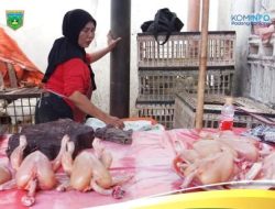 Jelang HBKN Nataru, Daging Ayam Broiler Turun Harga