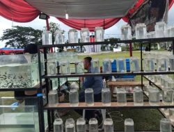 Kampung Tematik Serasa Ikan Hias Bungus Gairahkan Pariwisata dan Ekonomi Lokal