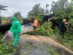 Hujan dan Angin Kencang Sebabkan Pohon Tumbang, Akses Jalan dan Rumah Warga Terdampak