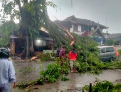 Hujan dan Angin Kencang Landa Kota Padang, Pohon Tumbang dan Puting Beliung Rusak Rumah Warga