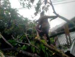Pohon Trambesi Tumbang, Jalan Terhambat dan Timpa Kabel di Bhayangkara, Lubuk Buaya