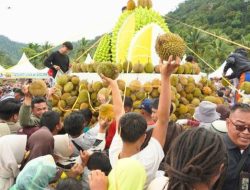 Festival Durian Solsel 2025, Dikunjungi Gubernur dan Rebutan 2.025 Durian
