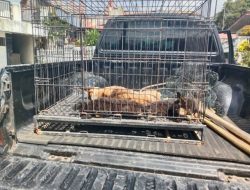 Respon Keluhan Warga, Pemko akan Tertibkan Anjing Berkeliaran untuk Cegah Rabies
