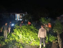 Pohon Tumbang di Teluk Kabung Tengah Hambat Akses Jalan, BPBD Lakukan Evakuasi