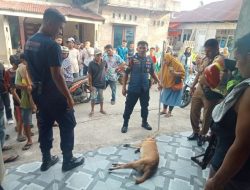 Anjing Liar Gigit Seorang Anak di Kuranji