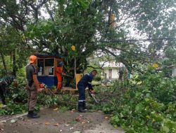 BPBD Kota Padang Evakuasi Pohon Tumbang di Gerbang Pantai Air Manis