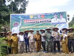 Dukung Ketahanan Pangan Nasional, Pasbar Ikuti Penanaman Padi Gogo di Lahan Perkebunan