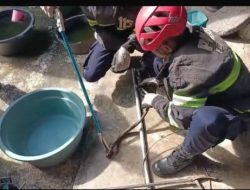 Ular Masuk Bak Mandi, Laporan Warga ke Call Center 112 Kota Padang Langsung Ditanggapi