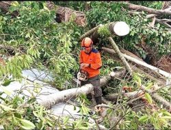 Pohon Tumbang di Perumahan Darma Panda II Rusak Tiga Rumah, Satu Warga Luka