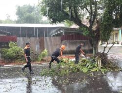 Tim TRC BPBD Kota Pariaman Evakuasi Pohon Tumbang di Karan Aur
