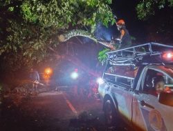 Hujan Deras dan Angin Kencang di Kota Padang Sebabkan 34 Titik Pohon Tumbang dan Longsor