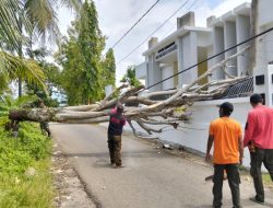 BPBD Kota Padang Tangani Pohon Tumbang di Medan Nan Bapaneh Lubuk Minturun