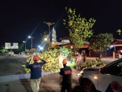 Pohon Tumbang di Jalan Samudra, BPBD Kota Padang Lakukan Pembersihan