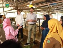 Kedubes Denmark Kunjungi Peternakan Sapi Perah Permata Ibu Serambi Milk