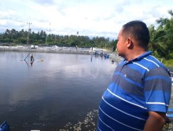 Menjaring Asa dari Tambak Udang Vaname: Potret Ketekunan Jubir Pamurah Kelola Usaha