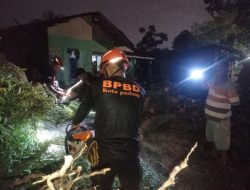 Hujan dan Angin Kencang Sebabkan Pohon Tumbang di Enam Titik di Kota Padang