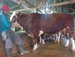 Sapi Milik Eko Setiawan Resmi jadi Hewan Kurban Presiden Prabowo