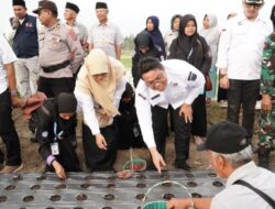 Nagari Cubadak Bertekat jadi Sentra Bawang Merah, Wabup Ahmad Fadly Tanam Bibit